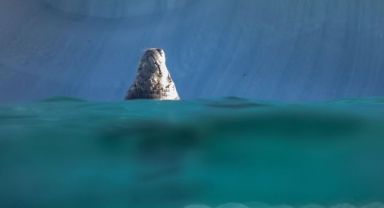 Okyanusların rengi iklim değişikliği etkisiyle yeşile dönüyor