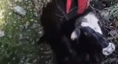 Büyükşehir itfaiyesi 1.5 metrelik kuyuya düşen ineği 3 saatte kurtardı