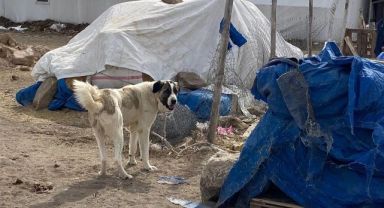 Kayseri'de çoban köpeği saldırısı: 7 yaşındaki çocuk yaralandı