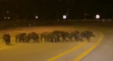 Kayseri'de domuz sürüsü görüldü!