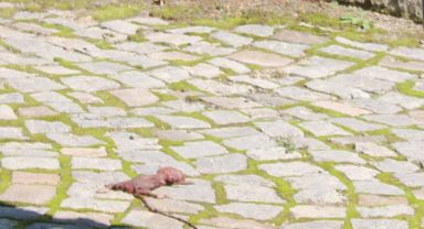 Mezarlıkta 4 aylık cenin bulundu