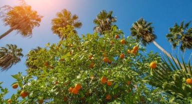 Adana 12. Uluslararası Portakal Çiçeği Festivali etkinlik takvimi! 2024 Adana Portakal Çiçeği Festivali ne zaman?