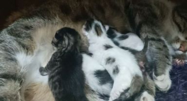 Sokakta gördüğü hamile kediyi sahiplendi