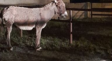 Başıboş eşeğin ısırdığı kadın yaralandı