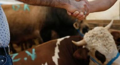 Kurban kesecekler dikkat! Diyanet açıkladı 10 soruda vekaletle kurban kesimi