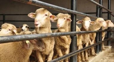 Kurban kesecekler dikkat! İşte 10 soruda kurban ibadetiyle ilgili doğru bilinen yanlışlar