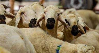 Kurban kesim bedeli ne kadar oldu? (2024 Diyanet yurt içi ve yurt dışı vekaletle kurban kesim bedeli)