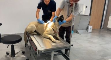 Büyükşehir 25 bin sokak hayvanına sahip çıktı