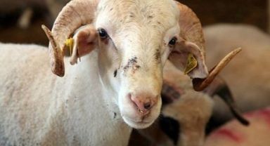  Çevre, Şehircilik ve İklim Değişikliği Bakanlığı tedbirleri artırdı! Umuma açık yerlerde kurban kesene 4 bin 810 lira ceza uygulanacak