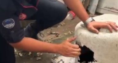 Büyükşehir İtfaiyesi’nden Yaramaz Kediye Şefkat Eli