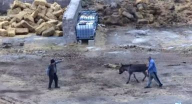 Çiftliği basıp, eşeği bıçaklayarak, atları zehirleyerek öldürdüler