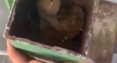 Kamelyanın içine düşen kuşu itfaiye kurtardı