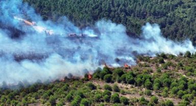 Pendik'te orman yangını! 3 saat sonra söndürüldü