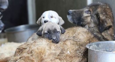 Sahipsiz hayvanlara yönelik kanun teklifinin 4 maddesi daha kabul edildi!