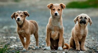 Sokak hayvanları düzenlemesi: Kanun teklifinin ilk 5 maddesi kabul edildi