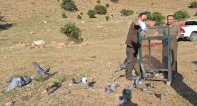 Tedavileri yapılan güvercinler doğaya yeniden salındı