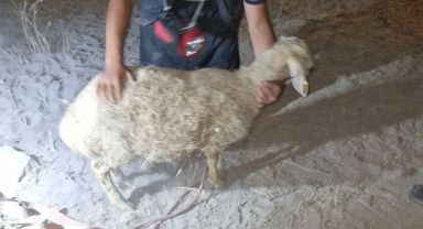 30 metrelik kuyuya düşen koyunu itfaiye kurtardı