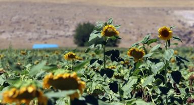 Ay çiçeği tarlalarında görsel şölen
