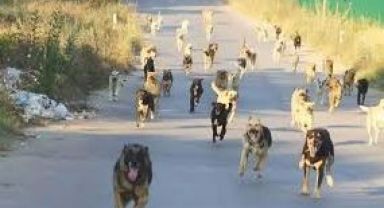 Başıboş köpeklerin saldırısında ölmüştü! Ayhan Özçelik'in hastane raporu ortaya çıktı