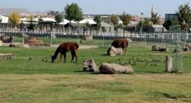 Hayvanat bahçesi 30 Ağustos'ta ücretsiz olacak