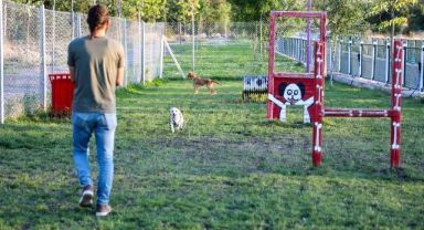 Talas'ta hayvanlara özel patiyol