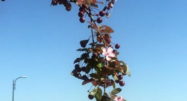 Ali Dağı'ndaki süs elması, meyvesi üstündeyken çiçek açtı