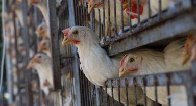 Başkan Büyükkılıç: “Tarımda da iyi bir noktaya geldiğimizi biliyoruz”