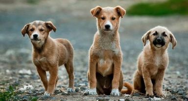 CHP sokak hayvanları yasasının iptali için başvurmuştu! AYM ilk incelemesini tamamladı