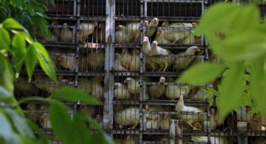 Selde tavukları telef olan vatandaşa büyükşehirden destek