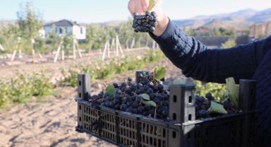 Talas Deneme Bahçesi'nde aronya hasadı