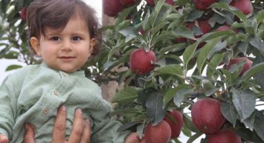 Yahyalı’da elma hasadı başladı