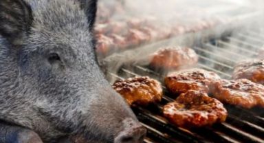 Kayseri'de domuz çiftliği iddiası! Tartışmalar alevleniyor!