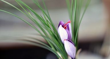 Talas Belediyesi’nin topraksız tarım ürünü safran çiçek açtı