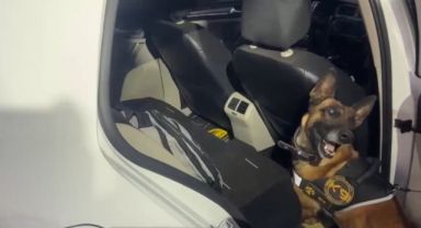 Uyuşturucu tacirleri 'Mia'nın burnuna takıldı