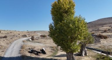 Asırlık Andon Kavakları yıllara meydan okuyor