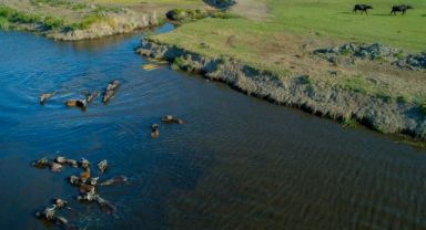 Yüzde 50 hibeli damızlık erkek manda dağıtılacak