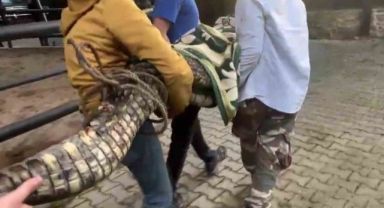 Beykoz'da evde yapılan aramada ele deçirildi Nil timsahı anakonda yılanı