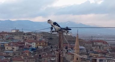 Elektrik direğinde mahsur kalan kediyi itfaiye kurtardı