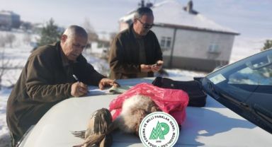 Yasa dışı ava suçüstü