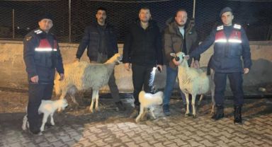 Kayseri'de, 4 küçükbaşı çalan 3 şüpheli yakalandı