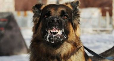 Köpeğin saldırısına uğrayan ortaokul öğrencisi yakalandı