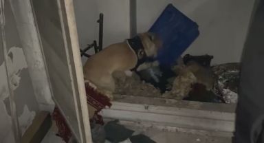 Narkotik köpeği ‘Jack’ suçluların peşinde