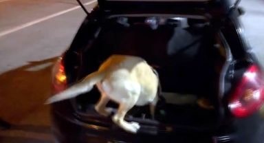 Narkotik köpeği Jack zehir tacirlerine göz açtırmadı