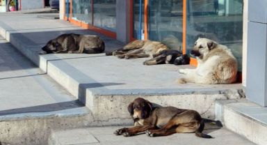 Başıboş köpeklere ilişkin düzenlemenin detayları belli oldu