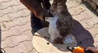 Kayseri İtfaiyesi, Ahşap Makaraya Sıkışan Yaramaz Kediyi Kurtardı.