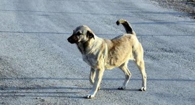 Konya'da sahipsiz köpeğin saldırdığı 2 yaşındaki çocuk öldü! Belediye başkanından açıklama