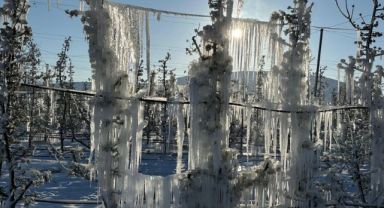 CHP’li Aşkın Genç duyurdu: Kayseri’de yaşanan zirai don yüzünden meyve bahçelerindeki zarar yüzde 100’e ulaştı