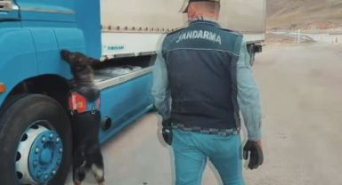 Sigara kaçakçıları tütün tespit köpeğinden kaçamadı