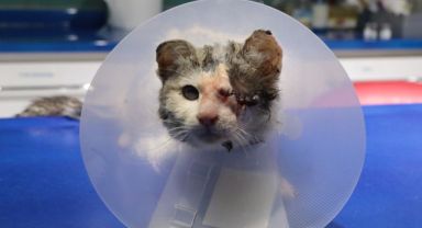 Sol gözü ampute edilen kedi, sahiplenilmeyi bekliyor