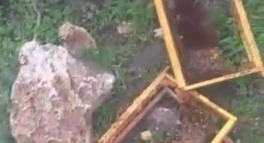 Kayseri’de ayılar arı kovanlarına saldırdı